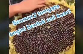 Senyawa tersebut mempunyai fungsi sebagai anti oksidan alami yang mengusir radikal bebas an senyawa oksidan yang berbahaya bagi tubuh. Lihat Taman Bunga Matahari Netizen Ternyata Begini Bentuk Asli Kuaci Hitekno Com