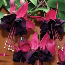 They are considered to be among the pioneers of heavy metal and modern hard rock, although some band members claimed that their music. Fuchsia Lady In Black Fuchsia Flower Fuchsia Plant Fuchsia Garden