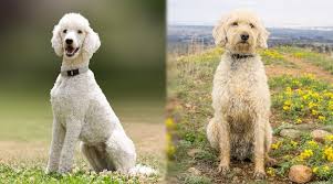 I have uploaded a quick video/pictures of our purebred standard poodl. Poodle Vs Labradoodle Breed Differences And Similarities
