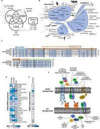 Cele mai bune proteine de origine vegetală includ. Frontiers Cd90 Thy 1 A Cancer Associated Cell Surface Signaling Molecule Cell And Developmental Biology