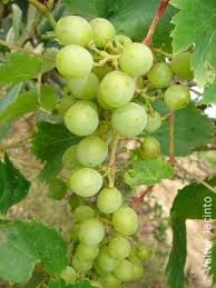 Image result for Vitis vinifera