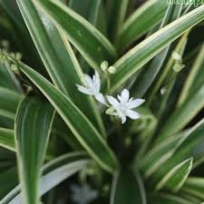 Image result for Chlorophytum minor