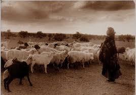 Pin By New Century Marketing On Southwest Desert Pottery Livestock Goat Herding Native Americans In The United States