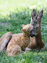 Cats And Deer The Untold Love Story Animals Friendship Cute Animals Unlikely Animal Friends