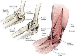 Medial epicondylitis (golfer's elbow) is a type of tendinitis. Elbow Injuries Trauma Harwood Nuss Clinical Practice Of Emergency Medicine 6 Ed