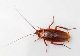 The golden leaf pest control dubai is professional pest control services provider here in dubai. Best Pest Control In Dubai Uae Termite Control