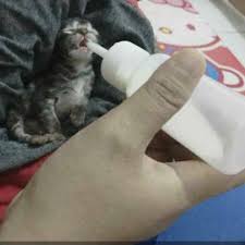 Namun, memberikan susu kepada kucing, terutama anak anjing, masih menjadi pertanyaan bagi banyak orang untuk dipertimbangkan. Dot Kucing Botol Susu Kucing Baru Lahir Shopee Indonesia