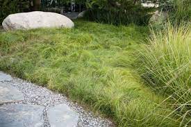 Pin On Grasses