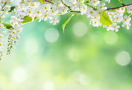 Bring any device to full bloom with our wonderful collection of free spring backgrounds & images. Nature Spring Flowers Landscapes Trees Sky Landscape Background Images Hd Wallpaper Wallpaperbetter