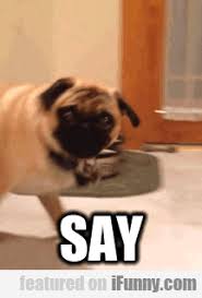 Thank You Meme Funny Animal Gif Funny Png For instance, pet adoption will almost always be more affordable than buying a puppy for sale from a breeder or finding a kitten for sale from a litter. thank you meme funny animal gif funny png