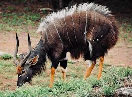 We did not find results for: 40 Best African Animals With Horns Ideas In 2021 Animals With Horns Animals Animals Wild