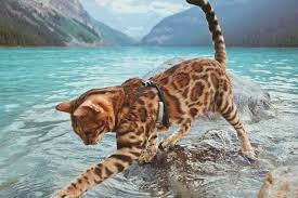 Cbd can be extracted from two cannabis species: You Would Be Amazed To Know That People Are So Fascinated About This Amazing Bengal Cat And They Just Seem Like The Smaller Vers Adventure Cat Cat In Heat Cats