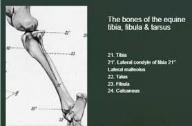 Get the basics on horse anatomy that every horse owner needs. Anatomy Of The Equine Hind Limb Physiopedia