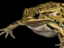 Northern Leopard Frog | National Geographic