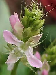 Image result for Cyamopsis