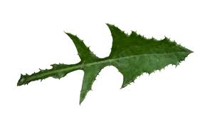 Image result for Sonchus schweinfurthii