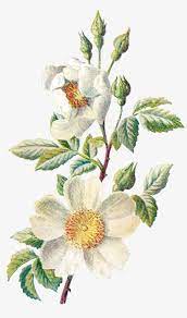 Large collections of hd transparent flower png images for free download. These Two Antique Flower Artwork Illustrations Can Wild Flower Botanical Art Transparent Png 1049x1600 Free Download On Nicepng