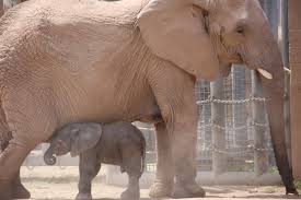 Jul 14, 2021 · bue de musica, semba, semba dance, semba mix, kizomba, musicas angolanas, novas músicas semba 2020, download, baixar, mp3, semba 2019, musicas City Of Tucson On Twitter Baby Elephant And Mom Semba Day 2 Reidparkzoo