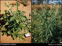 Image result for Crotalaria rhodesiae