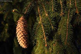 People search norway pro v.2.4.54. Weeping Norway Spruce Pine Cone