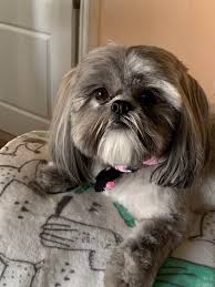Shih Tzu Beauty In 2020 Shih Tzu Puppy Puppies Puppy Find
