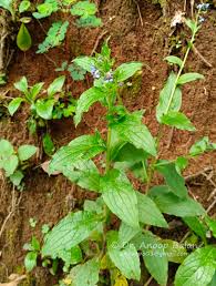 Image result for Cynoglossum coeruleum