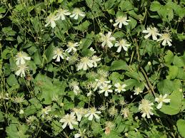 We did not find results for: Clematis Vitalba Clematis Vitalba Baumschule Horstmann