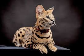 Retrouvez, grâce à ce classement simple et par ordre alphabétique, la race de chat de votre choix. Quelles Sont Les Races De Chats Les Plus Grandes