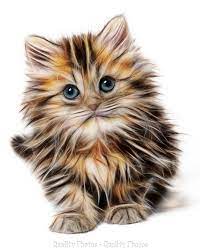 Fluffy Kitten 8.5x11 Photo Print Animal Art, Abstract, Hairy Baby Cat  Fluffed | eBay