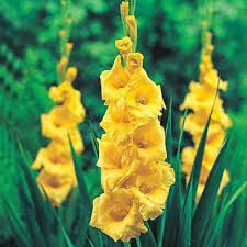 Gladiolus Nova Lux K Van Bourgondien In 2020 Gladiolus Bulb Flowers Gladiolus Flower