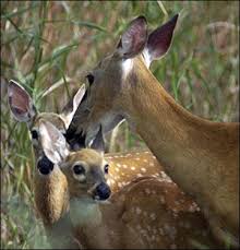 If food sources are scarce, deer may simply ignore the repellents, despite the taste or odor. Nutritional Requirements Of White Tailed Deer In Missouri Mu Extension