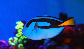 Aquarium Fishery Wikipedia