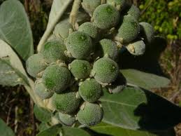 Image result for Solanum mauritianum
