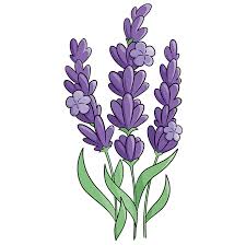 Draw your lavender bouquet in pencil first. How To Draw Lavender Really Easy Drawing Tutorial
