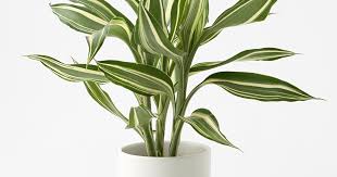 ドラセナ サンデリアーナはとっても奥が深い観葉植物 ひとはなノート
