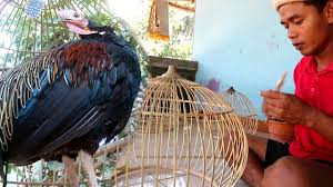 Resep cara membuat sempol ayam, adalah cemilan yang populer saat ini. Belajar Membuat Sangkar Ayam Hutan Hijau Khas Lombok Youtube