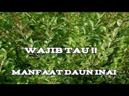 Daun kersen sangat mudah didapat dan ternyata manfaatnya juga sangat banyak untuk tubuh. Manfaat Daun Inai Untuk Kesehatan Menurut Hadits Ade Naray Youtube