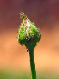 Image result for x Ruttyruspolia 'Phyllis van Heerden'