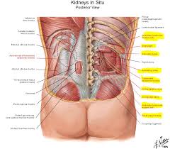 Working with the side body can be a powerful way to foster trust that anything is possible. Kidney Location From The Back Side Of The Human Body