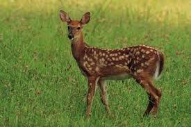 نتيجة بحث الصور عن صور غزلان Deer Resistant Plants Deer Deer Resistant Garden
