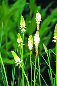 Image result for Pycnosphaera buchananii