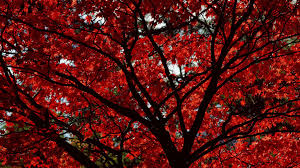 It is an installation art project based on an aesthetic response to this critical national issue. Red Aesthetic Wallpaper Airwallpaper Com