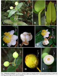 Image result for Clusiaceae