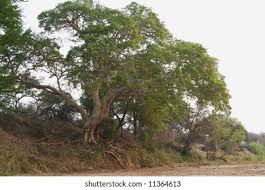 Image result for Celtis africana