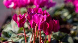 We did not find results for: 5 Flowers To Plant Now That Will Bloom In Winter