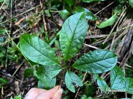 Image result for Cybistax antisyphilitica