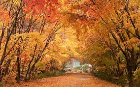 By tran anh quan · updated about 10 months ago. Herbstlaub Saison 2019 In Korea Beginnt Korea Net The Official Website Of The Republic Of Korea