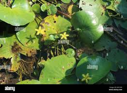 Image result for Nymphoides thunbergiana