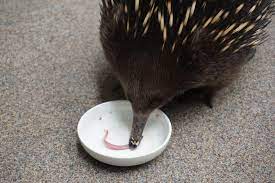 Digital echidna is proud to be part of imagine canada's caring company program. Short Beaked Echidna Australia S Fast Tongue Travel Tales Of Life