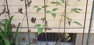 Maybe you would like to learn more about one of these? Clematis Forum Clematis Wilt Garden Org